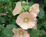 Alcea rosea