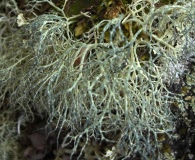 Alectoria ochroleuca