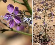 Aliciella pinnatifida