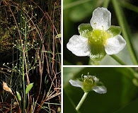 Alisma subcordatum