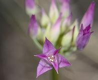 Allium acuminatum