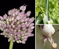 Allium ampeloprasum