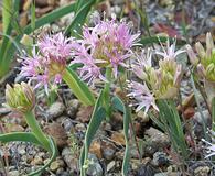 Allium anceps