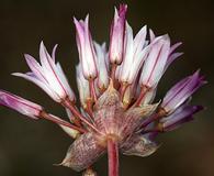 Allium atrorubens