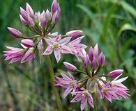 Allium bisceptrum