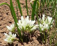 Allium brandegeei