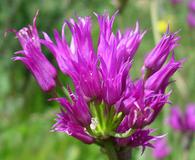 Allium brevistylum