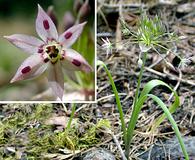 Allium campanulatum