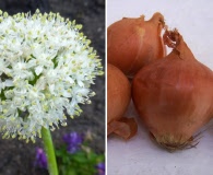 Allium cepa