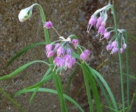 Allium cernuum