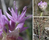 Allium columbianum