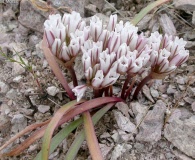 Allium cratericola