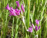 Allium crispum