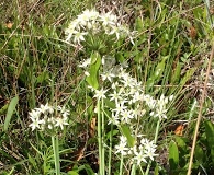 Allium cuthbertii