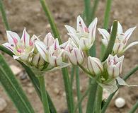 Allium drummondii