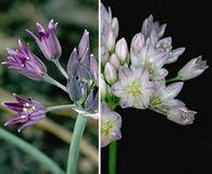 Allium fimbriatum