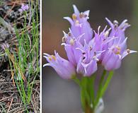 Allium geyeri