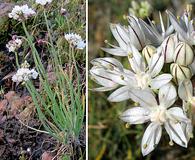 Allium haematochiton