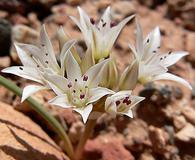 Allium nevadense