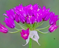 Allium perdulce