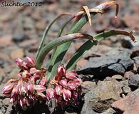 Allium punctum