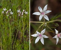 Allium rhizomatum