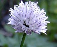 Allium schoenoprasum