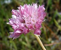 Allium serra