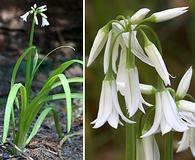 Allium triquetrum