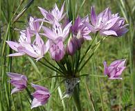 Allium unifolium