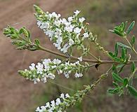 Aloysia gratissima