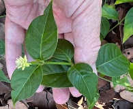 Alternanthera flavescens