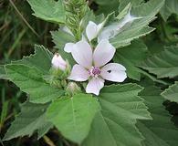 Althaea officinalis