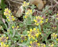 Alyssum alyssoides