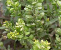 Alyssum desertorum