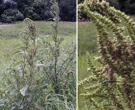 Amaranthus australis