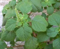 Amaranthus blitum