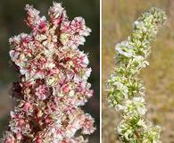 Amaranthus fimbriatus