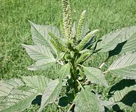 Amaranthus palmeri