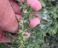 Amaranthus polygonoides