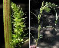 Amaranthus powellii