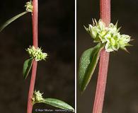 Amaranthus torreyi