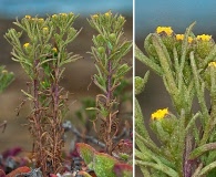 Amblyopappus pusillus