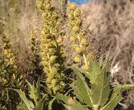 Ambrosia ilicifolia