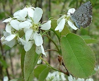 Amelanchier bartramiana