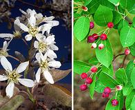 Amelanchier canadensis