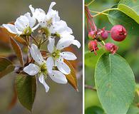 Amelanchier interior