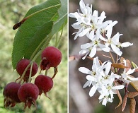 Amelanchier laevis