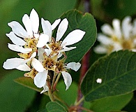 Amelanchier sanguinea