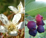 Amelanchier spicata